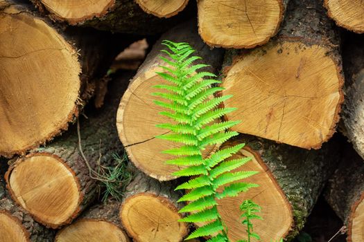 Green fern leaf against the background of tree logs, spring day