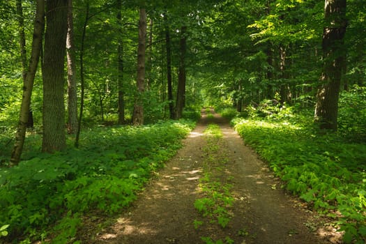Dirt road through the green summer forest, woodland landscape