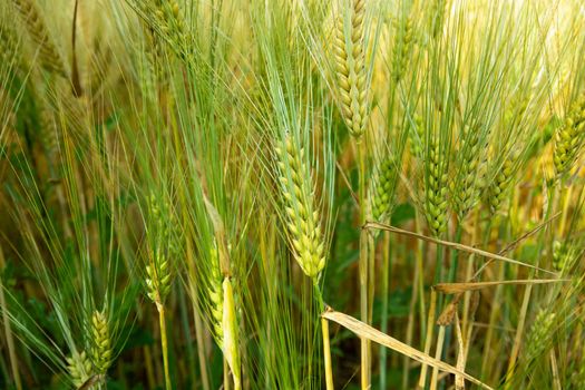 Green grain crops growing in the field, summer wheat