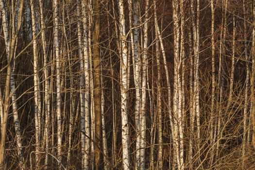 Dense brown birch forest, woodland moody background