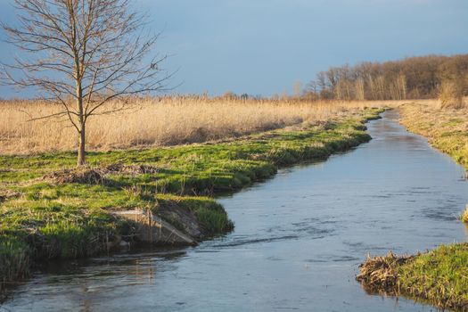 A tree growing by a small river in eastern Poland, spring day