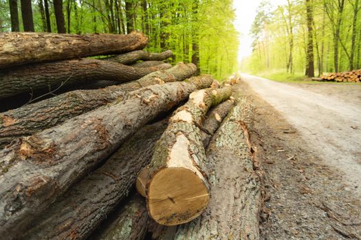 Tree trunks lying by the road in the forest, spring view