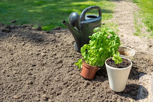 Planting basil into new pots in the open air, spring sunny day