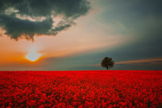 Abstract red field and lone tree, spring sunset view