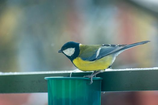 Yellow tit at the feeder on the terrace, bird portrait