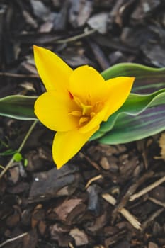 Top view of blooming yellow tulip, spring garden flower
