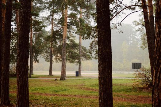 Trunks of pine trees in a foggy autumn forest