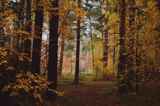 Bright colors of the autumn pine forest