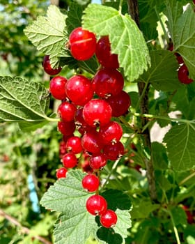 Branch of red currant berry close-up Ribes rubrum. Fruits of the summer season with bright sunlight. Photo on the theme of organic farming and healthy eating. High quality illustration