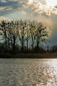 The trees over the water and cloudy sky, spring evening
