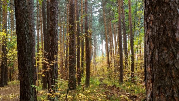 Pine autumn forest on the first morning of October