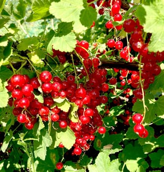 Branch of red currant berry close-up Ribes rubrum. Fruits of the summer season with bright sunlight. Photo on the theme of organic farming and healthy eating. High quality illustration