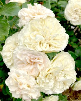 White roses in the garden. Buds, flower inflorescence close-up. Summer nature. Blooming roses. Photo of a rose. High quality photo