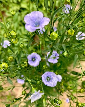Blue flax flowers in the garden. High quality photo