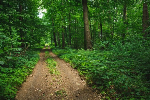 Dirt road through a beautiful green forest, summer view