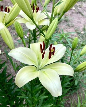 Lily white flower close-up, lily at the cottage in the garden. High quality photo