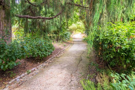 Relaxing and peaceful pathway in botanical garden during summer season