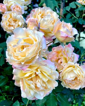 White roses in the garden. Buds, flower inflorescence close-up. Summer nature. Blooming roses. Photo of a rose. High quality photo