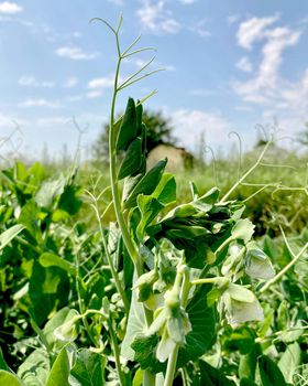 Pea shoots and flowers growing in a backyard garden. . High quality illustration