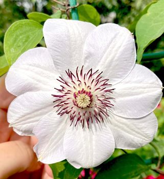 White clematis flowers in the garden. High quality photo