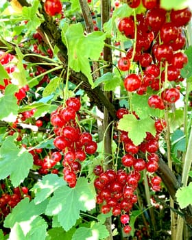 Branch of red currant berry close-up Ribes rubrum. Fruits of the summer season with bright sunlight. Photo on the theme of organic farming and healthy eating. High quality illustration