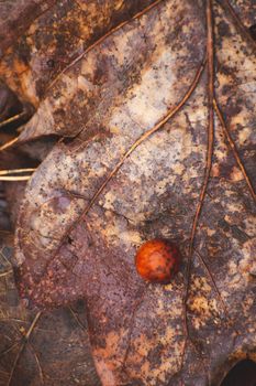 Ball gall on an oak leaf, brown background