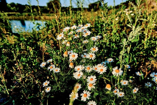 an aromatic European plant of the daisy family, with white and yellow flowers.