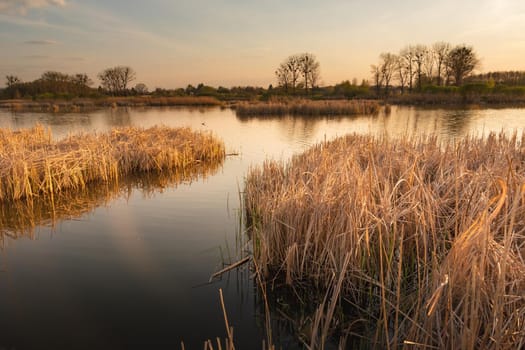 Dry and dense reeds growing in the lake, evening view, Stankow, Poland