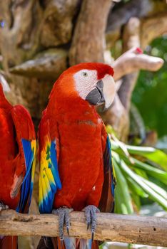 2 scarlet macaws Ara macao , red, yellow, and blue parrots sitting on the brach in tropical forest, Playa del Carmen, Riviera Maya, Yu atan, Mexico.