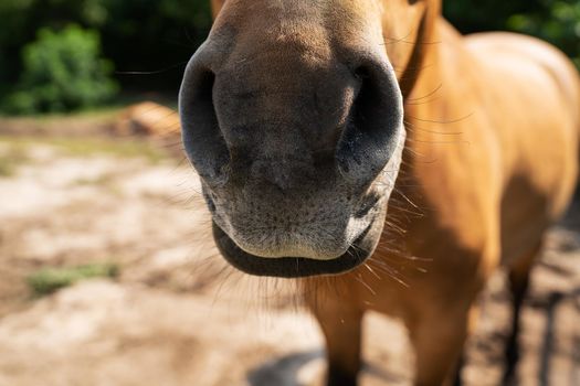 Dark bay horse in paddock on a sunny day, horse portrait, muzzle. Beautiful pet, horseback riding, petting zoo