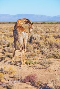 Wild giraffe standing alone in a dry landscape and wildlife reserve in a hot savanna area in Africa. Protecting local safari animals from poachers and hunters with national parks in remote the Sahara.