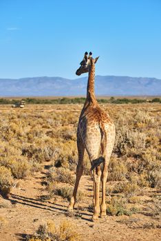 Elegant giraffe in the savannah in South Africa. Wildlife conservation is important for all animals living in the wild. Free animal walking in a woodland in a safari against a clear, blue sky