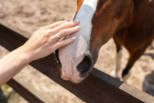 Dark bay horse in paddock on a sunny day. Beautiful pet, horseback riding, petting zoo, animal treatment