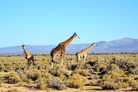 Tall giraffes in the savannah in South Africa. Wildlife conservation is important for all animals living in the wild. Animals walking around a woodland in a safari against a clear, blue sky.