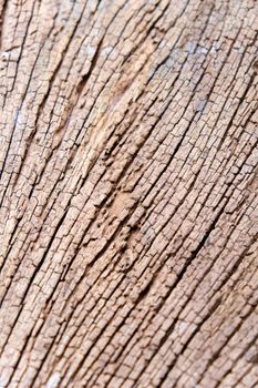 texture of termites devour timber from the inside