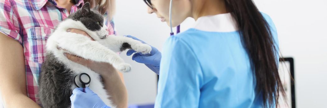 Portrait of female owner hold cat on hands, veterinarian examine domestic pet with stethoscope. Checkup of cats health in vet. Veterinary, care concept