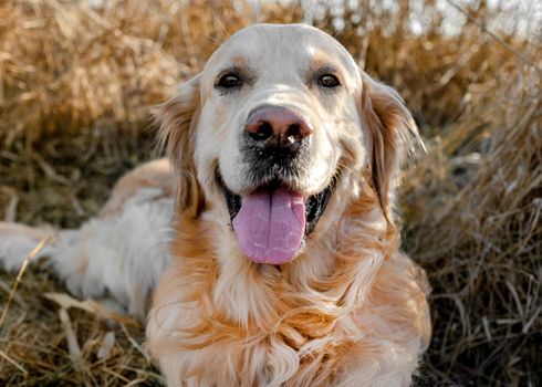 Golden retriever dog resting in grass outdoors. Purebred doggy pet labrador lying in nature with tonque out