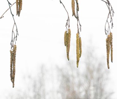 dramatic alder branches with cones and earrings on the background of the autumn sky