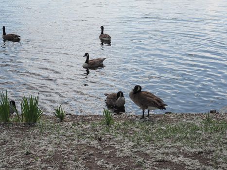 mallard wild ducks in a pond of water