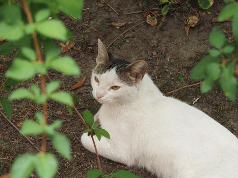 white domestic tabby cat under the shadow of a tree