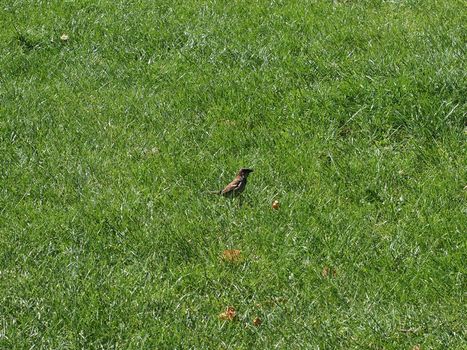 common blackbird scientific name Turdus merula of animal class birds in a meadow