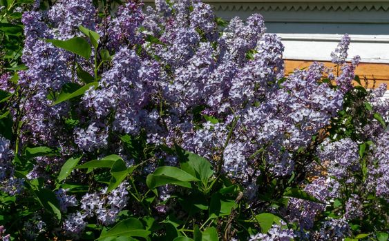 Lilac bushes with flowers and greenery. Purple lilac during summer bloom.