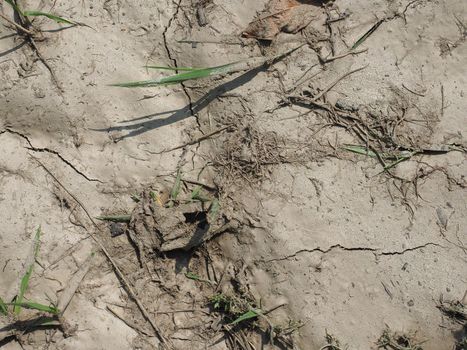dry soil as a result of global warming and climate change