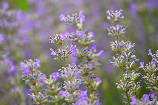 Lavender  (Lavandula). Beautiful blooming purple flower - medicinal plant. Natural colorful background. 