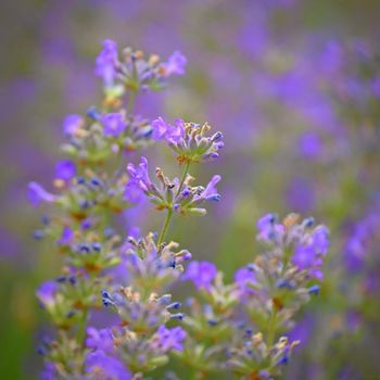 Lavender  (Lavandula). Beautiful blooming purple flower - medicinal plant. Natural colorful background. 