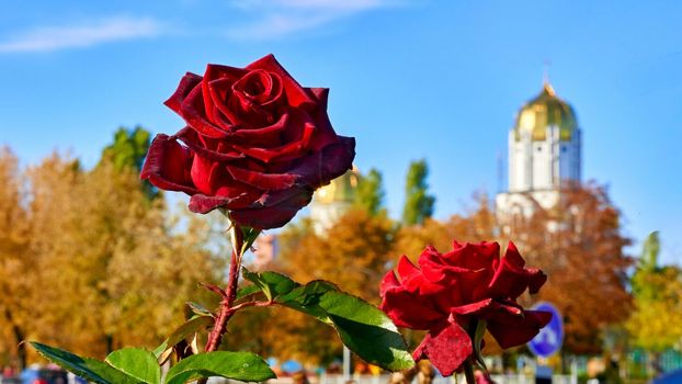 a prickly bush or shrub that typically bears red, pink, yellow, or white fragrant flowers, native to north temperate regions.Red rose of the black magic family on a warm sunny day.