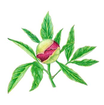 Peony bud scarlet hand drawn pencil drawing, white background. High quality photo