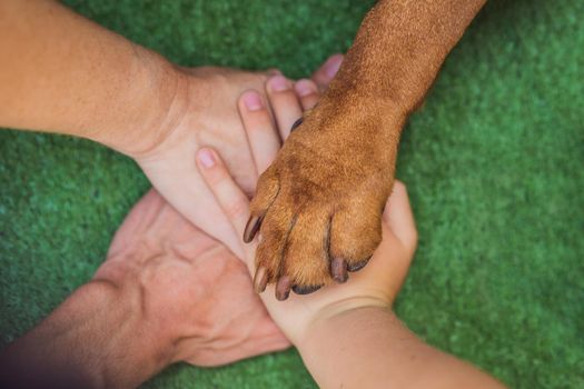 Human hands and dog paw as a team. Fight for animal rights, help animals.