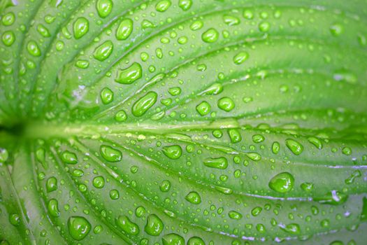 Green plant leaf with water drops after rain close-up.