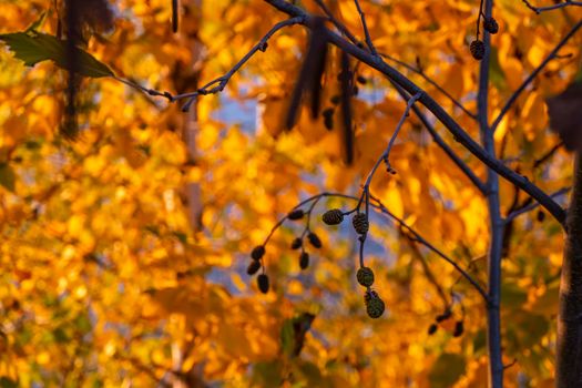 Bright yellow and red autumn leaves hang on branches of trees in forest. Topic - autumn, Indian summer, beautiful withering of nature. alder. . High quality photo